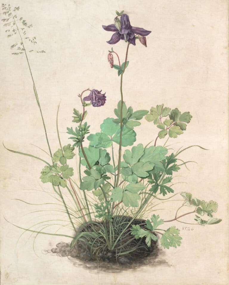 Columbine – Albrecht Dürer Albrecht Dürer