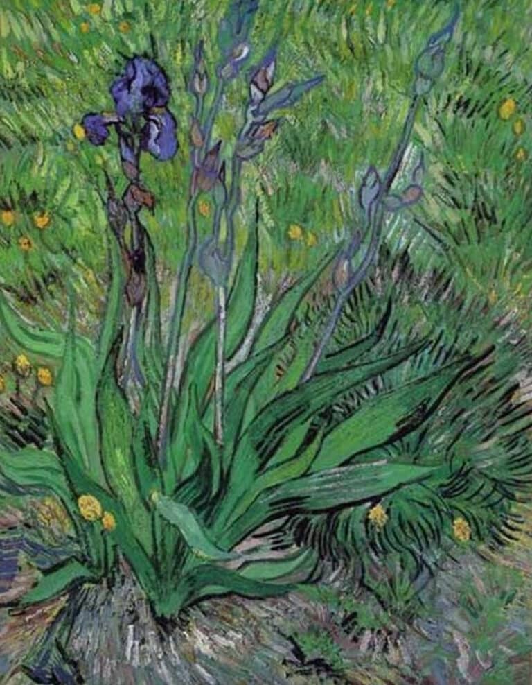 Les iris II – Van Gogh Vincent Van Gogh