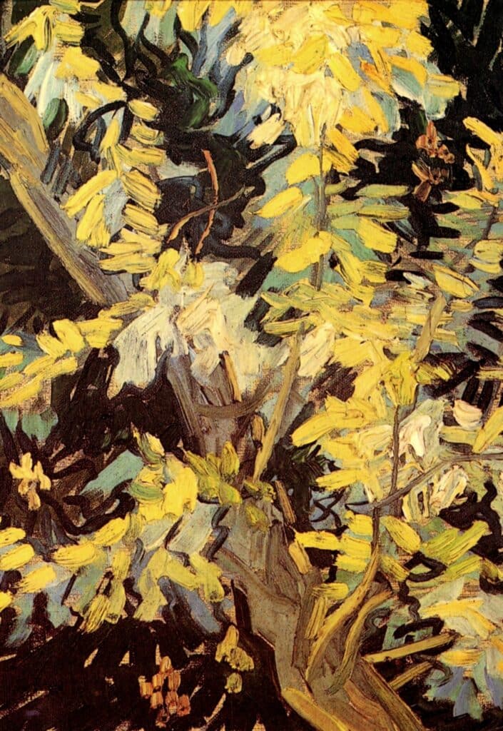 Acacias fleurissants – Van Gogh Vincent Van Gogh