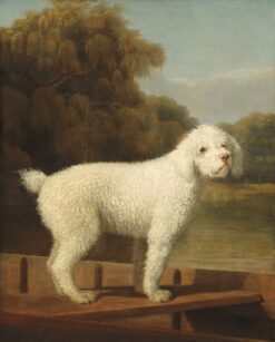 Caniche Blanc dans un Punt – George Stubbs George Stubbs