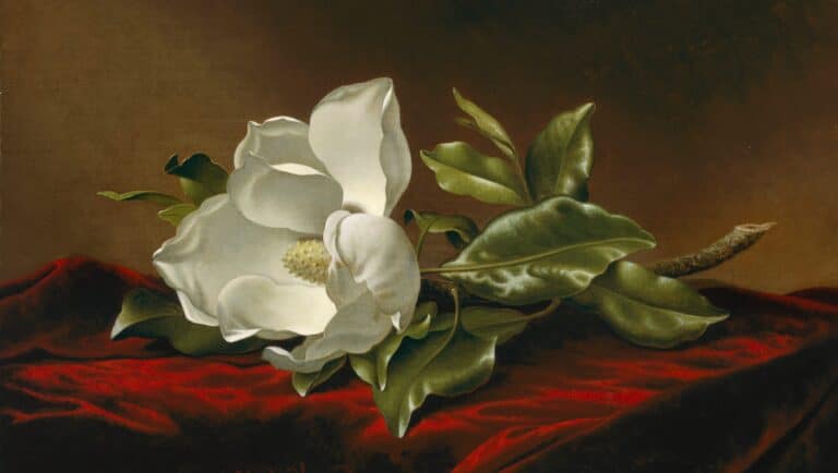 Magnolia Grandiflora – Martin Johnson Heade Martin Johnson Heade