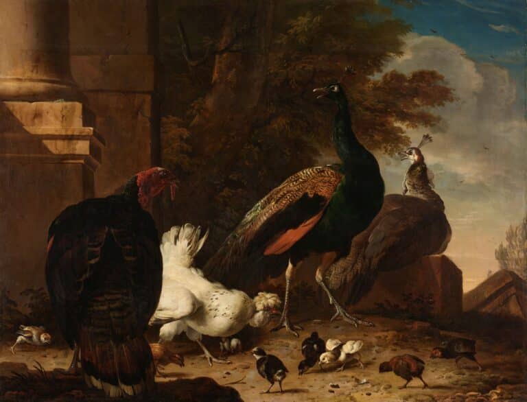 Une poule avec des paons et une dinde, vers 1680 – Melchior d’Hondecoeter Melchior d'Hondecoeter