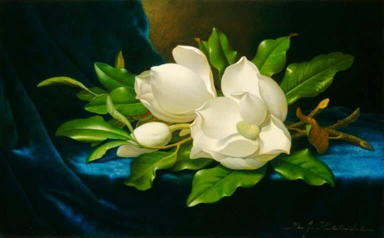 Magnolias géants sur un tissu de velours bleu – Martin Johnson Heade Martin Johnson Heade