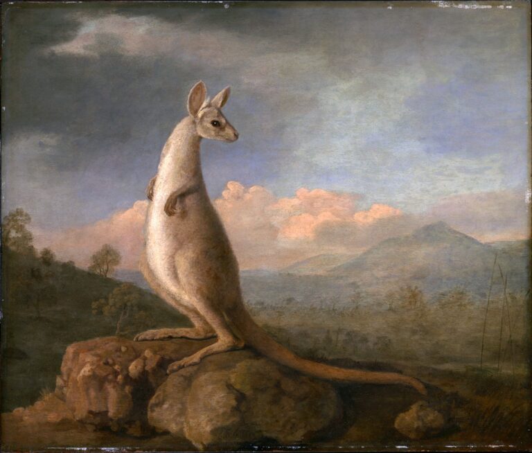 Le Kongouro de Nouvelle Hollande – George Stubbs George Stubbs