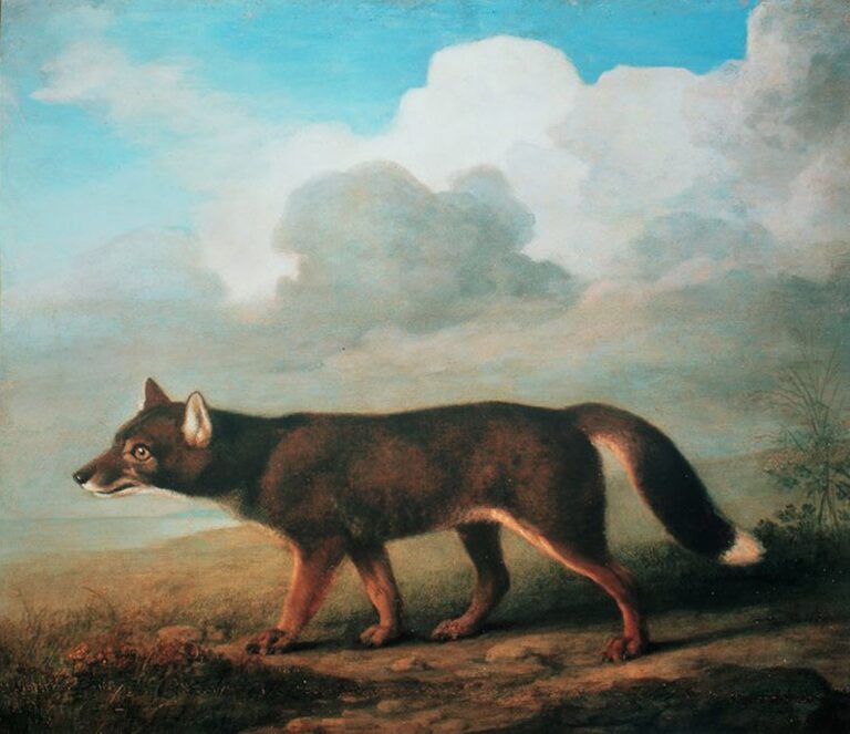 Portrait d’un grand chien de Nouvelle-Hollande (Dingo) – George Stubbs George Stubbs