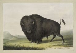 Buffalo Bull Grazing – George Catlin George Catlin