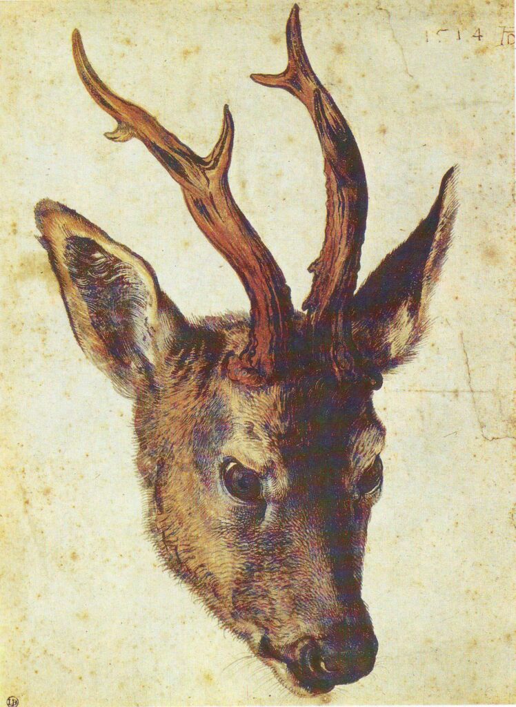 Tête de Chevreuil – Albrecht Dürer Albrecht Dürer