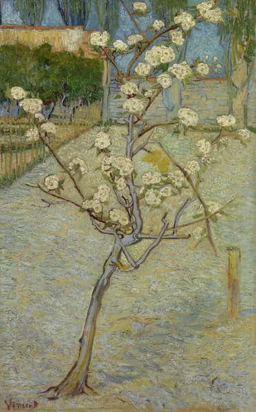 Petit poirier en fleur – Van Gogh Vincent Van Gogh